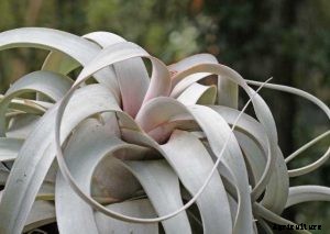 Tillandsia Xerographica | Essential Plant Care Guide