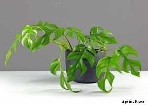 Rhaphidophora Tetrasperma | Comprehensive Grow and Care Guide