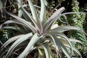 Tillandsia Xerographica | Essential Plant Care Guide