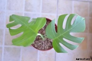 Rhaphidophora Tetrasperma | Comprehensive Grow and Care Guide