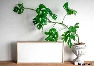 Rhaphidophora Tetrasperma | Comprehensive Grow and Care Guide