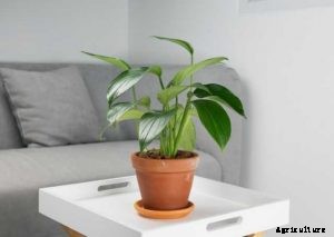 Pothos vs Philodendron: Identifying the Differences for Successful Gardening