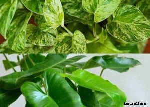 Pothos vs Philodendron: Identifying the Differences for Successful Gardening