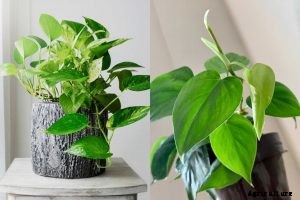 Pothos vs Philodendron: Identifying the Differences for Successful Gardening
