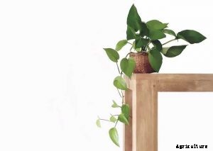 Pothos vs Philodendron: Identifying the Differences for Successful Gardening