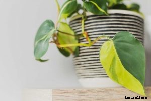 Philodendron Scandens | Care Guide for Heartleaf Parlor Ivy
