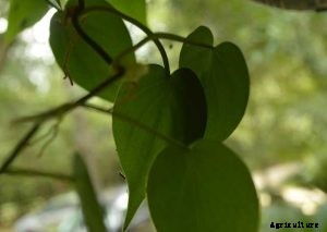 Philodendron Scandens | Care Guide for Heartleaf Parlor Ivy