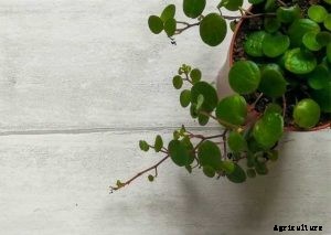 Peperomia Ruby Cascade | Care and Propagation Guide