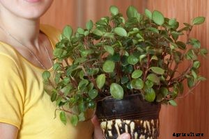Peperomia Ruby Cascade | Care and Propagation Guide
