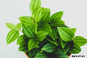 Peperomia Puteolata | Ultimate Care Guide with Tips & Tricks
