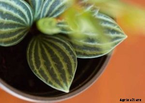 Peperomia Puteolata | Ultimate Care Guide with Tips & Tricks