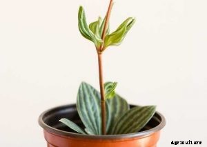 Peperomia Puteolata | Ultimate Care Guide with Tips & Tricks