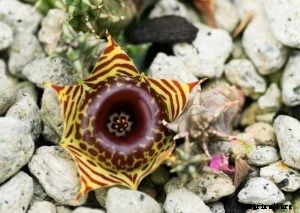 Huernia Zebrina: How To Grow the Lifesaver Plant