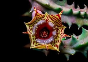 Huernia Zebrina: How To Grow the Lifesaver Plant
