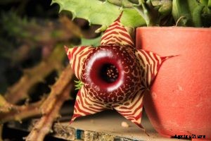 Huernia Zebrina: How To Grow the Lifesaver Plant