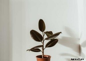 Ficus Audrey | A Comprehensive Plant Care Guide