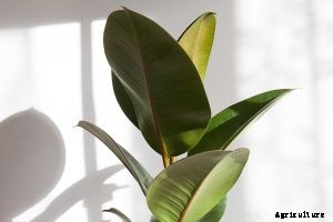 Ficus Audrey | A Comprehensive Plant Care Guide
