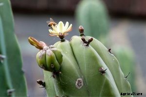 Myrtillocactus Geometrizans | Blue Candle Cactus Care Tips and Tricks