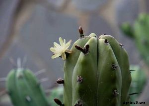 Myrtillocactus Geometrizans | Blue Candle Cactus Care Tips and Tricks