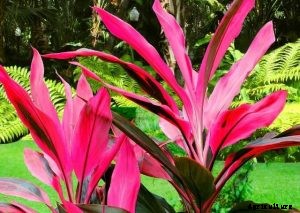 Hawaiian Ti Plant | The Essential Grow and Care Guide