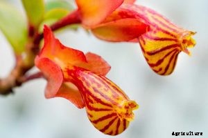 How to Grow Goldfish Plant at Home | The Complete Guide