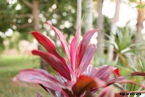 Hawaiian Ti Plant | The Essential Grow and Care Guide