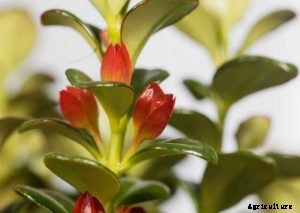 How to Grow Goldfish Plant at Home | The Complete Guide