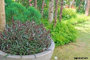 Dragon’s Tongue: The Essential Indoor and Outdoor Care Guide