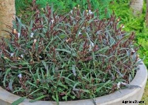 Dragon’s Tongue: The Essential Indoor and Outdoor Care Guide