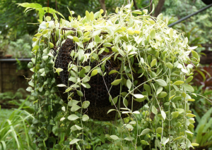 The Ultimate Dischidia Ovata Grow and Care Guide