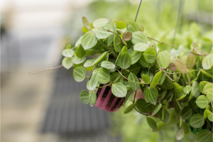 The Ultimate Dischidia Ovata Grow and Care Guide