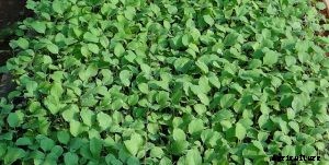 Growing White Eggplants | Discovering Garden Eggs