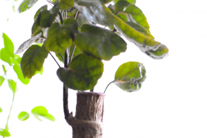 How to Grow Aralia Fabian at Home | Tips and Care Guide