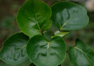 How to Grow Aralia Fabian at Home | Tips and Care Guide