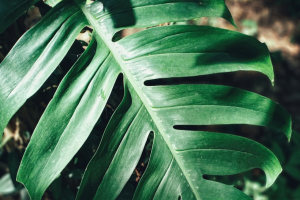 Rhaphidophora Decursiva: How To Grow Huge Climbing Houseplants