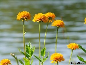 50 Plants That Grow in Water | Exploring Aquatic Plants