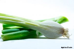 50 Plants That Grow in Water | Exploring Aquatic Plants