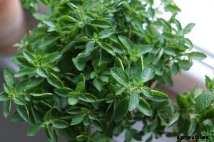 50 Plants That Grow in Water | Exploring Aquatic Plants