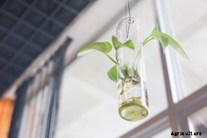 50 Plants That Grow in Water | Exploring Aquatic Plants