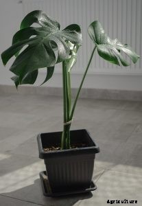 Monstera Borsigiana | You Ultimate Care Guide for A Popular House Plant