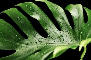 Monstera Borsigiana | You Ultimate Care Guide for A Popular House Plant