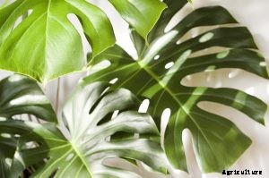 Monstera Borsigiana | You Ultimate Care Guide for A Popular House Plant