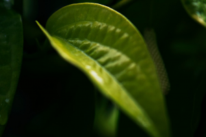 Monstera Peru: Bringing the Tropics Inside