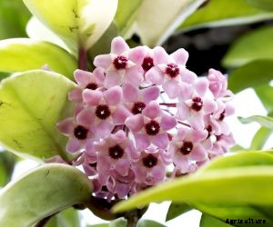 Hoya “Krimson Queen” Flowering Guide