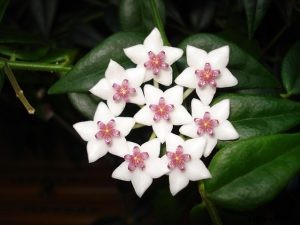 Hoya “Krimson Queen” Flowering Guide
