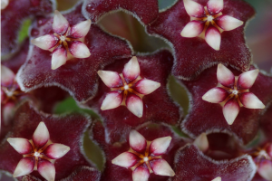 Hoya Kentiana: Butterscotch Blooms You Can Grow