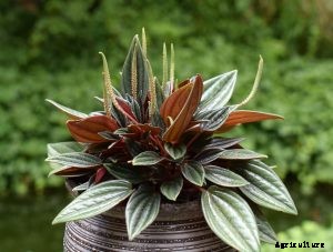 Peperomia Ginny: Houseplant Superhero Care Guide