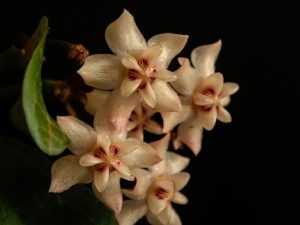 Hoya Curtisii: Your Care and Growing Guide for the Miniature Vine