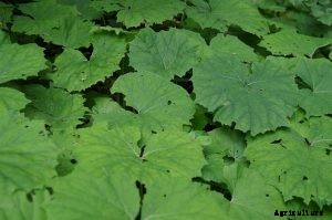 How to Grow Gobo Root in Any Garden