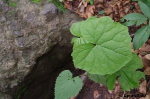 How to Grow Gobo Root in Any Garden